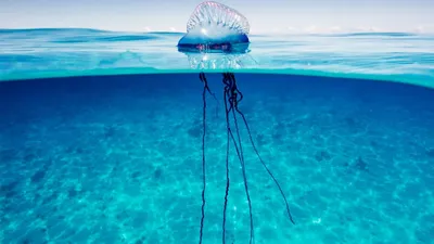 Опасные медузы Португальский кораблик - Picture of Varadero Beach, Cuba -  Tripadvisor