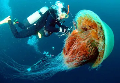 Медуза цианея фото
