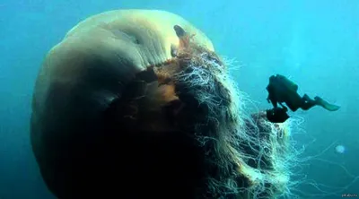 Медуза 36,5 м арктическая цианея» — создано в Шедевруме