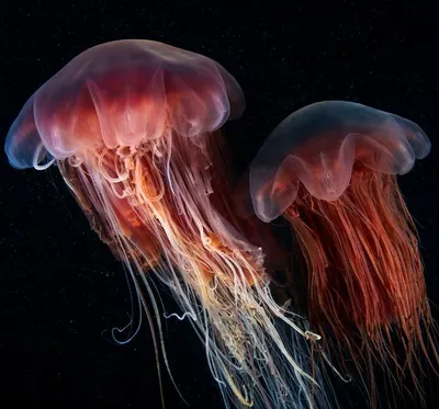 Это арктическая цианея — самая крупная медуза Мирового океана. | Пикабу