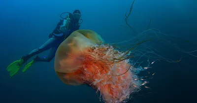 Волосистая цианея (лат. Cyanea capillata, Cyanea arctica) | Волосистая  цианея, Медуза, Океанические существа