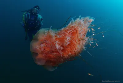 Самая большая медуза в мире