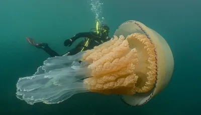 Самая крупная медуза мирового океана - Цианея. Где обитает? Необычные  факты. | Туристка из Сибири | Дзен