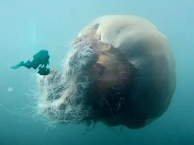 Арктическая цианея — восхитительный гигант мира медуз. | Интересные факты.  | Дзен