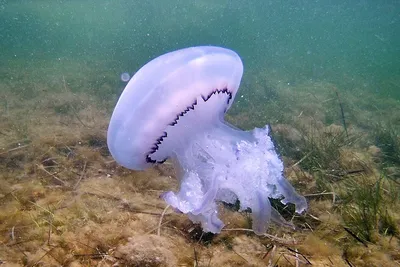 видео | В Великобритании нашли гигантскую медузу размером с человека -  Hi-News.ru