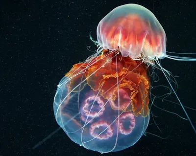Большая белая медуза в черном море - 62 фото