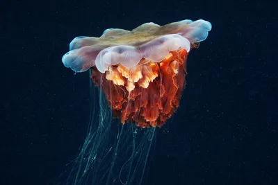 Медуза Цианея волосистая (Cyanea capillata) — Фото №1426870