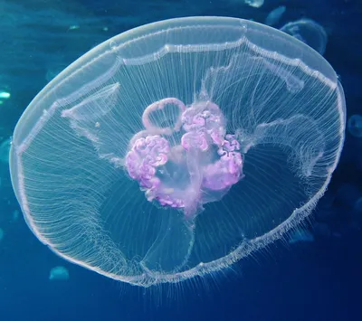 Щупальца до 30 метров: на Дальнем Востоке зафиксировали гигантскую медузу