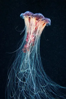 Russia 🇷🇺. FarEast. Okhotsk sea. Sakhalin isl. Giant jellyfish Cyanea  capillata./Охотское море. Мыс Менапуцы. Медуза Цианея волосистая.… |  Instagram