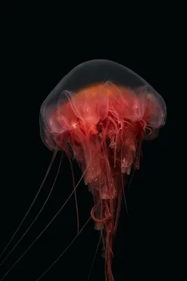 Медуза аурелия — Aurelia aurita (ушастая медуза). Фото, строение медузы