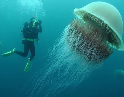 Волосистая цианея: Медуза, которая может вырасти длиннее синего