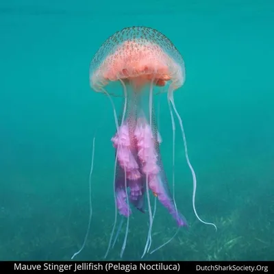 Медуза Цианея на Соловецких островах — Фото №337969