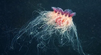 Медузы красного моря (38 фото) - 38 фото