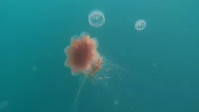 Большая белая медуза в черном море - 62 фото