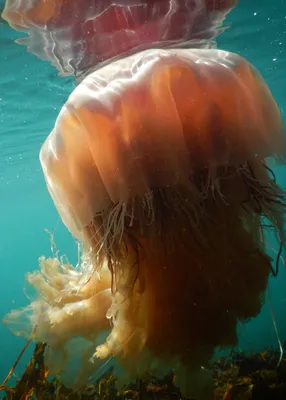 Медуза Волосистая Цианея, подводный …» — создано в Шедевруме