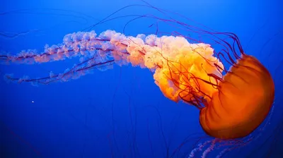 Cascade - Самая большая медуза в мире 😱🦑 Арктическая цианея, также  известна как гигантская медуза. Крупнейший из найденных экземпляров, вымыло  на берег Массачусетского залива в 1870 году, он имел колокол диаметром 2,3