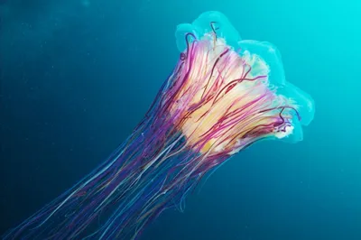 Вот, что я узнал о медузах и теперь делюсь с Вами. Общая информация и  интересные факты. | Pro.Животных | Дзен