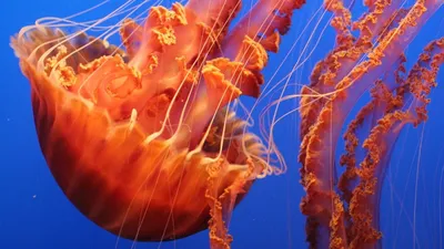Волосистая цианея — самая большая медуза в Мировом океане — Видео |  ВКонтакте