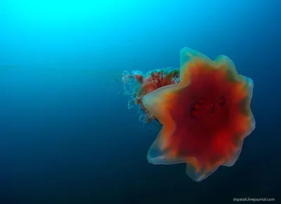 Цветы моря [1977 Астафьев Ю.Ф. - В подводном мире]