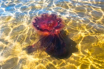 Медузы: грациозные и опасные (фотогалерея) – DW – 08.06.2018
