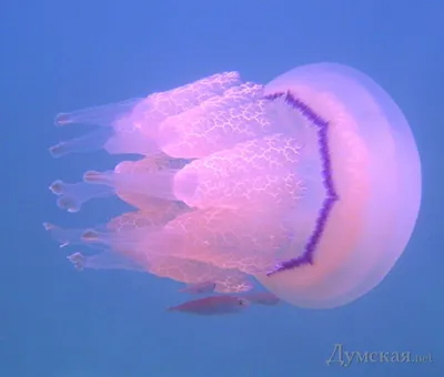 Волосистая цианея: Медуза, которая может вырасти длиннее синего