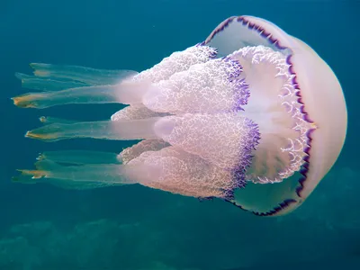 Медуза Яичница (Котилориза) Cotylorhiza tuberculata купить в Москве по  выгодной цене в зоомагазине «Panteric»