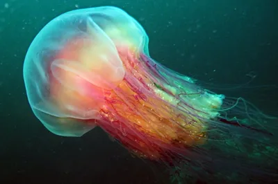 Белое море и его обитатели / Арктическая цианея — самая крупная медуза  Мирового океана Встречаются экземпляры с диаметром купола, достигающим 2 м  Щупальца таких крупных экземпляров способны вытягиваться до 20 м Обычно