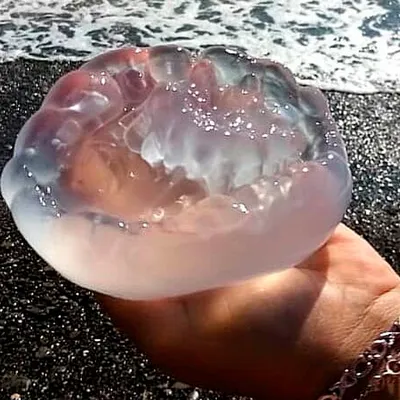 Медуза в море фото