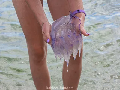 Ярко-синие средиземноморские медузы завелись в водах Анапы