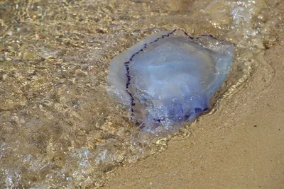 Все о медузах в Черном море