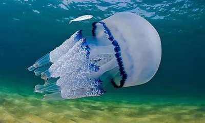 Эксперты дали советы, как обезопасить себя от медуз в Азовском море — РБК