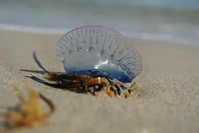 Азовское море снова заполняют медузы (ВИДЕО) | Портал Акцент