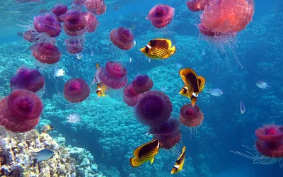 Ученые объяснили, откуда появились медузы у моря в Сочи - KP.RU