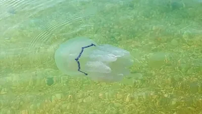 Медуза в море (59 фото) - 59 фото