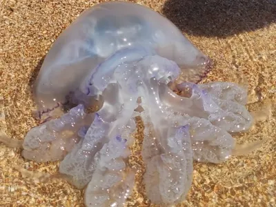 Что происходит с Азовским морем и почему там так много медуз