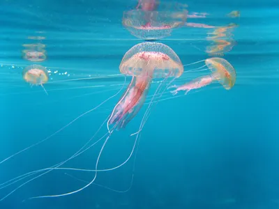 Азовское море заполонили черноморские медузы и портят отдых туристам в ДНР