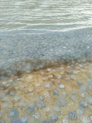 Опасны ли медузы? Этих существ стало больше в европейских морях | Euronews