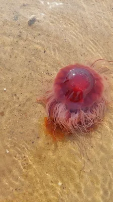 Сезон медуз на Азовском море — когда? | фото и видео