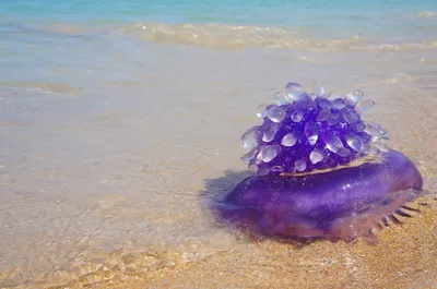 Сцифомедуза в море, медуза в …» — создано в Шедевруме