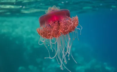 Цвет настроения синий. Чем опасны гигантские медузы из Черного моря? |  ОБЩЕСТВО | АиФ Краснодар