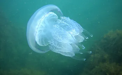 Медузы в Черном море стоковое фото. изображение насчитывающей потеха -  198096634