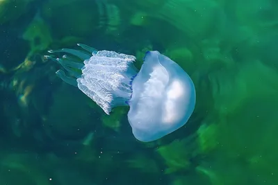 Медузы в Азовском море - ученые рассказали об опасности и сообщили, что  делать | Стайлер