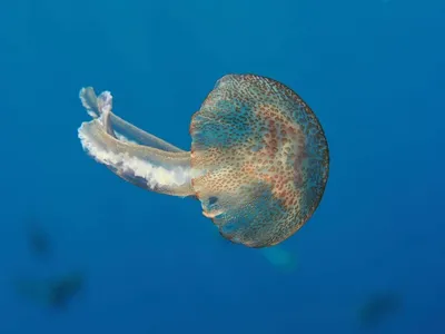 медуза плавает в красном море Стоковое Фото - изображение насчитывающей  египет, цветы: 219934382