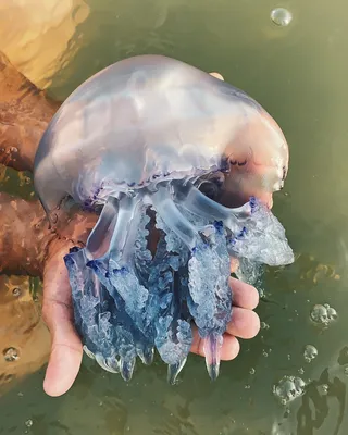 Украинцев в море атакуют полуметровые медузы: фото \"монстров\" - Доброполье  Online - сайт міста Добропілля