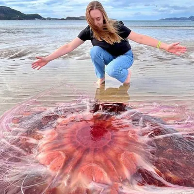 В Азовском море появились гигантские ядовитые медузы – ФОТО, ВИДЕО | Перший  Запорiзький
