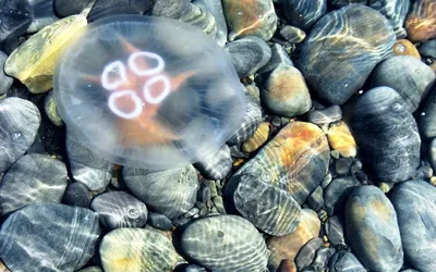 Медуза в море» — создано в Шедевруме