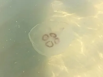 Нашествие медуз на пляжи Лазурного берега