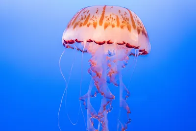 Что делать, если ужалила медуза: советы, как уменьшить боль