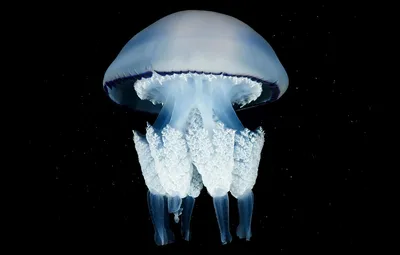Обои макро, медуза, черный фон, подводный мир, морское существо картинки на  рабочий стол, раздел животные - скачать