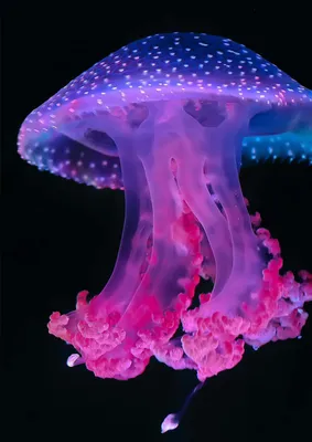 Картинки медуза (42 фото) » Юмор, позитив и много смешных картинок